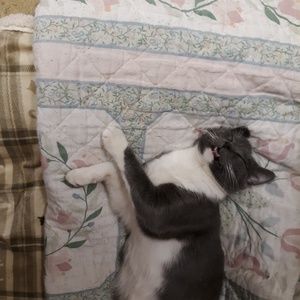 Meet your Posher, Bee